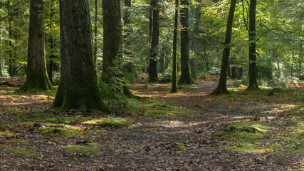 Obraz premium Woodland walk in the new forest in Autumn