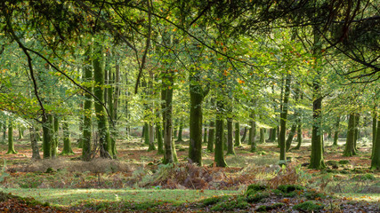 Woodland walk in the new forest in Autumn