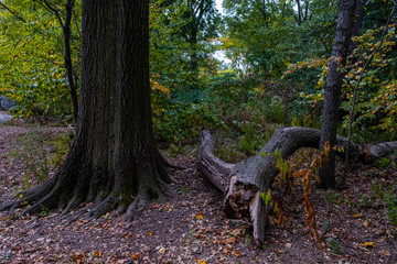 Early autumn color in Central Park South