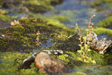 Saxifraga cernua, drooping saxifrage, on wet ground