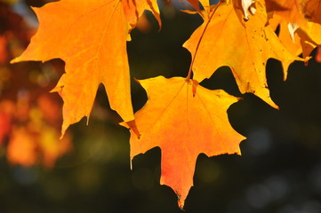 Fototapeta na wymiar New England Autumn Orange Leaves