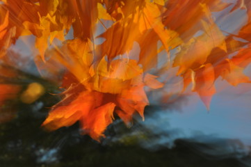Awesome Blossom of Autumn Color Splashes in Zoom Camera Effect