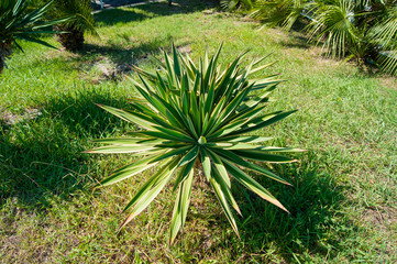 Small palm tree on a background of green lawn, top view