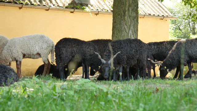 View on a sheep flock resting and eating in the backyard of a farm on a summer day.