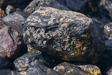 marine fossils found in a rock on the shore