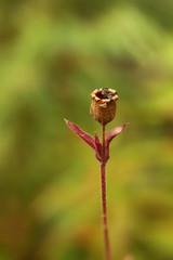 Silene dioica, commonly called the red campion, during seed dispersal