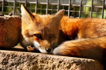 Foxes are small-to-medium-sized, omnivorous mammals. Foxes have a flattened skull, upright triangular ears, a pointed, slightly upturned snout, and a long bushy tail.