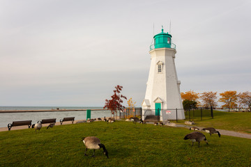 Port Dalhousie Lighthouse in Autumn with Canadian Geese
