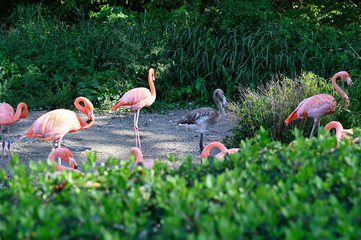 Young gray flamingo among adults.