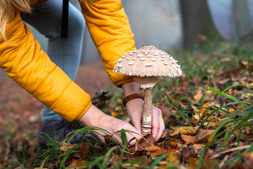 Woman picking up Parasol Mushroom (Macrolepiota procera) in foggy forest