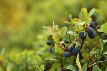 Vaccinium uliginosum, the bog bilberry, with berries