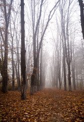 Fototapeta premium Foggy Morning in the Autumnal Forest. Moody background with tall trees on both sides of forest path.