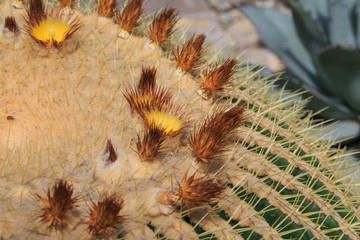 cactus flower closeup