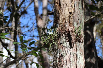 Obraz premium Whit Flower