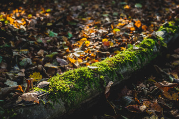Moss growing on trees. Forest beauty concept, walk through the forest. Rich forest vegetation, beautiful seasonal view.