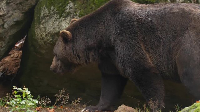 Brown bear foraging for food in forest