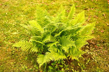 Bright green fern leaves growing in the grass.