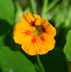 essbare Blüten der Kapuzinerkresse