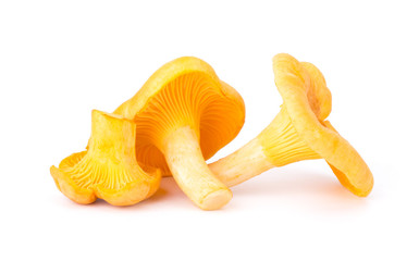 Yellow Chanterelle Isolated on White Background Close-Up