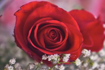 macro angle of a bouquet of red roses