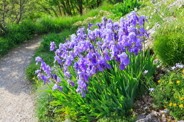 blue floweris in garden