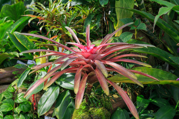 red plant in greenhouse