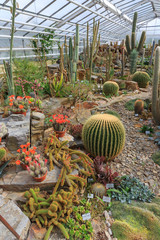 cactus in greenhouse