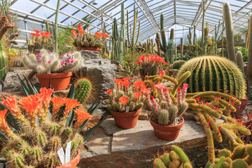 cacuts in greenhouse