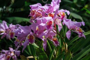 pink flowers in the garden