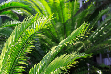 fern in forest