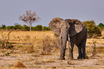 Wild african elephant walking in the african savanna
