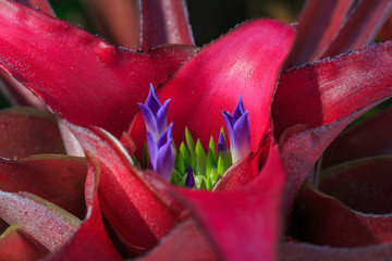 red pink flower