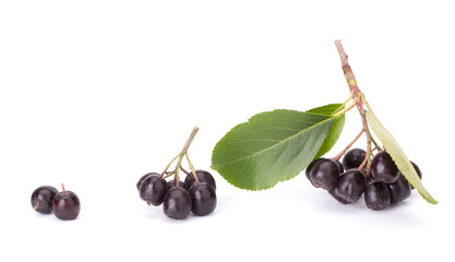 Branches of black chokeberry (Aronia melanocarpa) with green leaves isolated on white background