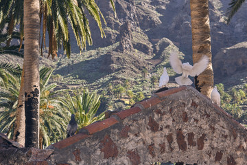white doves perched on a typical stone house on the island of La Gomera