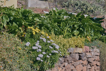 water flowers growing naturally on top of a stone wall