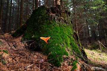 Orange boletus growing in green moss on a stump.