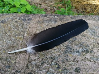 Black bird feather