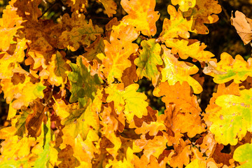 Background of the yellow oak leaves. Autumn concept