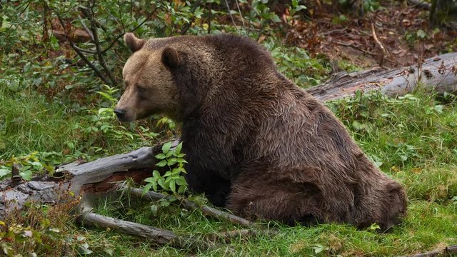 Brown bear scratching in forest