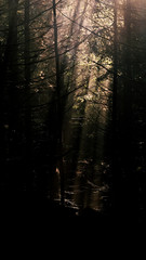 Fototapeta premium Rays of the sun in the morning haze in the forest.