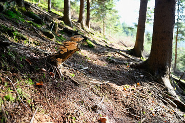 Wood decaying fungus growing on a stump in a forest.