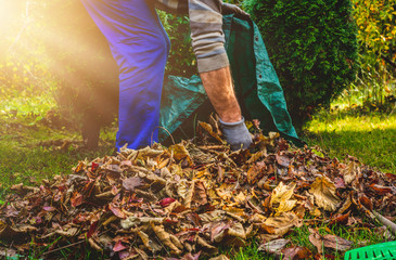 Seasonal raking of leaves in the garden. Concept of cleaning and caring for the garden. Man rakes withered and colorful leaves in the garden. Autumn cleaning before winter, spring cleaning garden. - obrazy, fototapety, plakaty