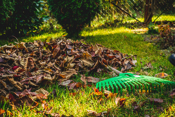 Seasonal raking of leaves in the garden. Concept of cleaning and caring for the garden. Man rakes withered and colorful leaves in the garden. Autumn cleaning before winter, spring cleaning garden.
