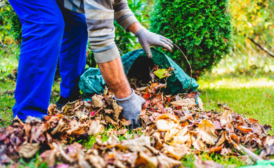 Seasonal raking of leaves in the garden. Concept of cleaning and caring for the garden. Man rakes...