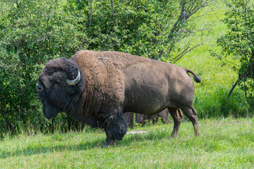 Big bison in a nature reserve in Canada