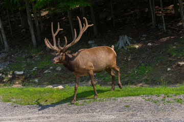 Deer in a nature reserve in Canada