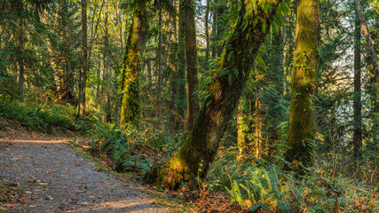 Lichen and fern-covered trees on TransCanada Trail at Burnaby Mountain - Late Fall