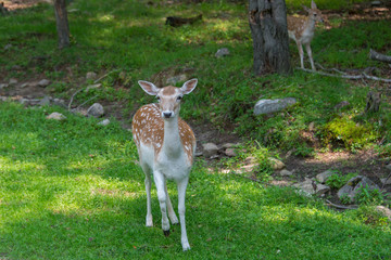 Deer in a nature reserve in Canada
