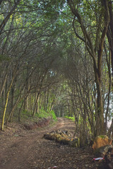 Fototapeta premium mysterious path in a forest