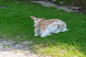 Deer in a nature reserve in Canada